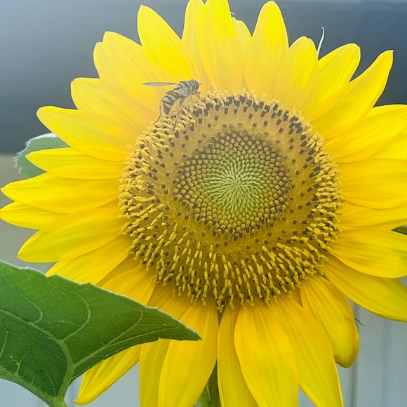 Meet your Posher, Cynthia - Picture 9 of 9